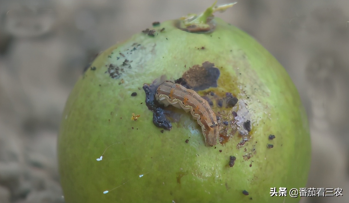 石榴钻心虫最佳防治时间,防石榴钻心虫打什么药