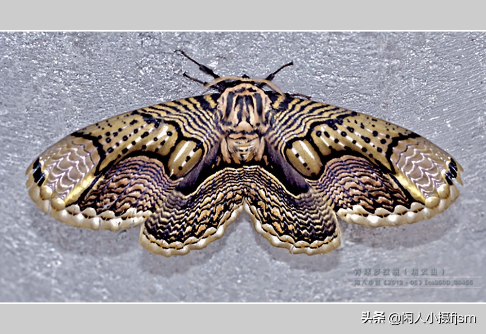 摄影有创意的竖屏月季花图片,青球箩纹蛾图片