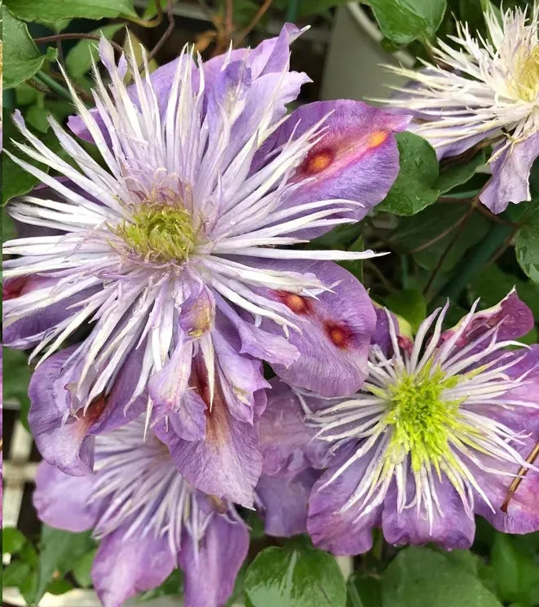 月季畸形花是怎么回事,月季叶片整株掉什么原因