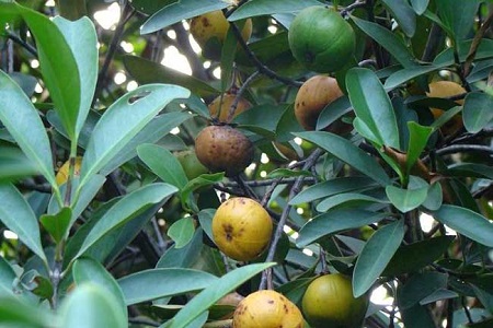 山竹的一些简单介绍和注意事项,怎样的山竹才是能吃得好山竹