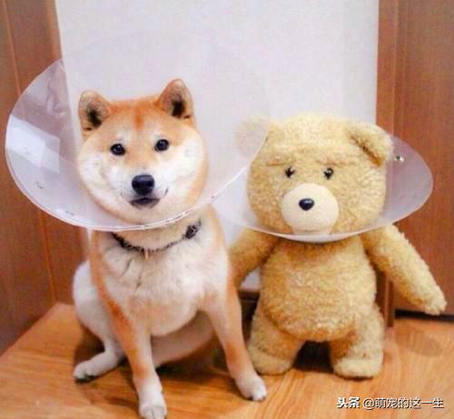 家里狗叫吵到邻居怎么办,狗子乱叫太吵怎么办