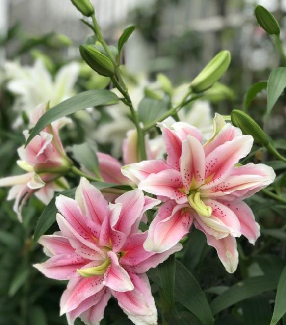 开过花的百合花花球怎么处理,百合花开完花后植株如何处理视频