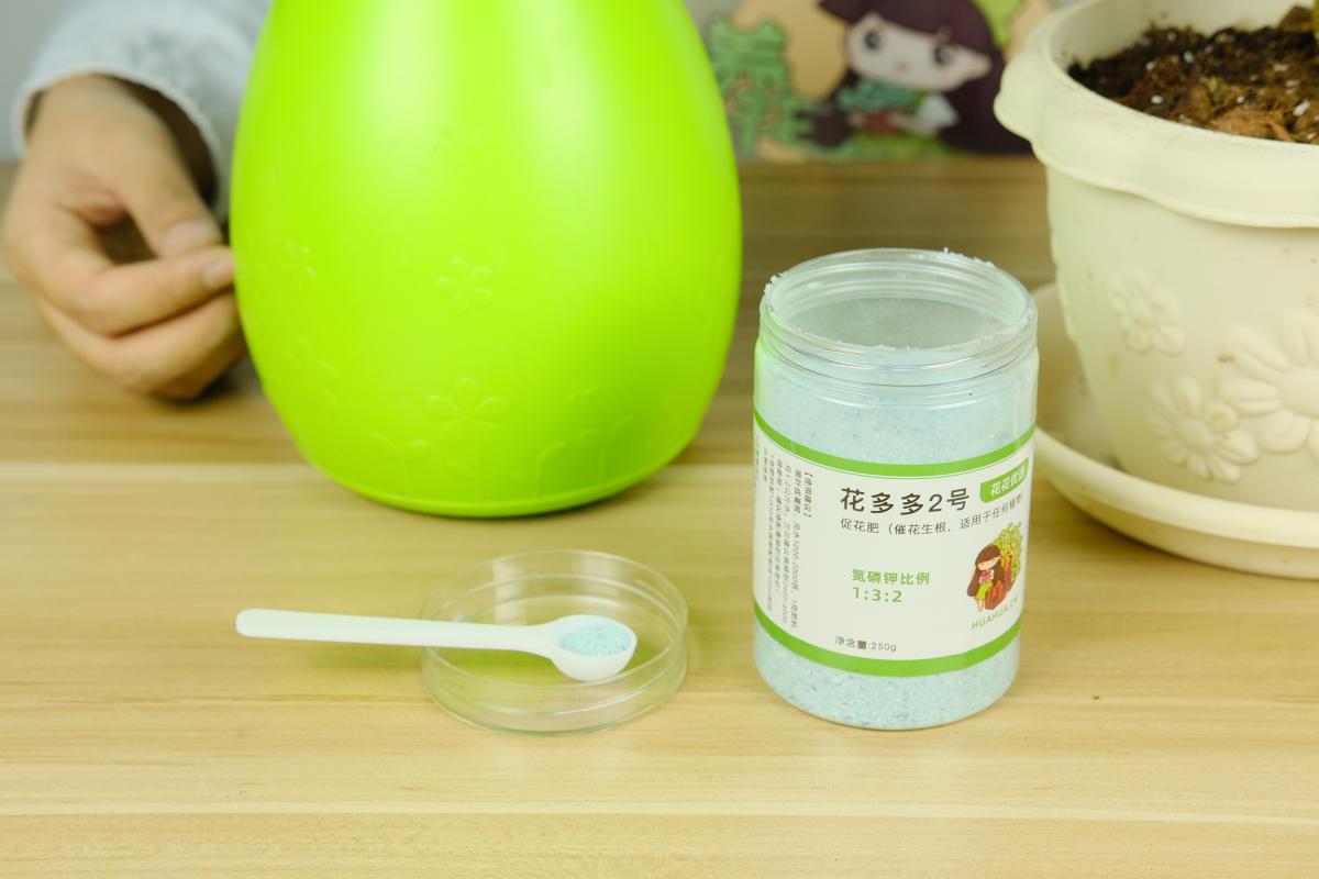 家庭养君子兰的正确方法和技巧,怎样养好君子兰才能长得快