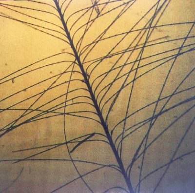 鸭羽绒好还是鹅绒衣服好,鸭毛绒和鹅绒的区别