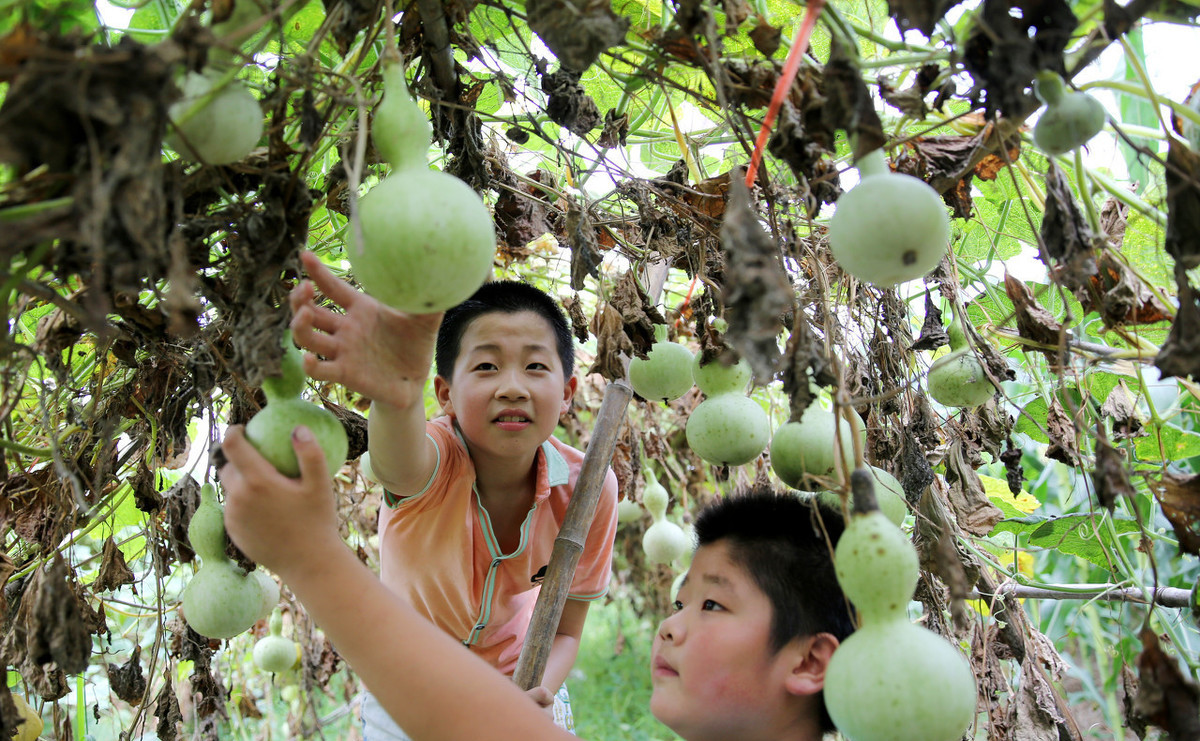 小葫芦怎么留种,小葫芦盆栽种植方法