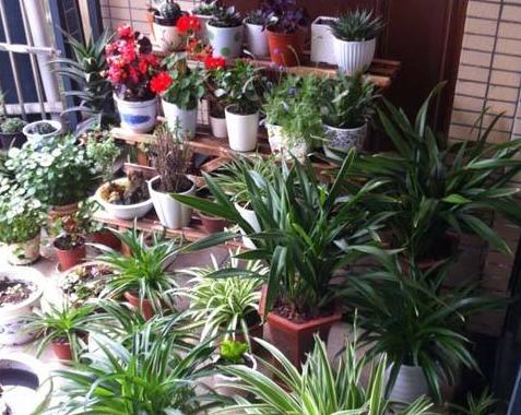 背阴的室内适合种什么,客厅朝阴适合养什么