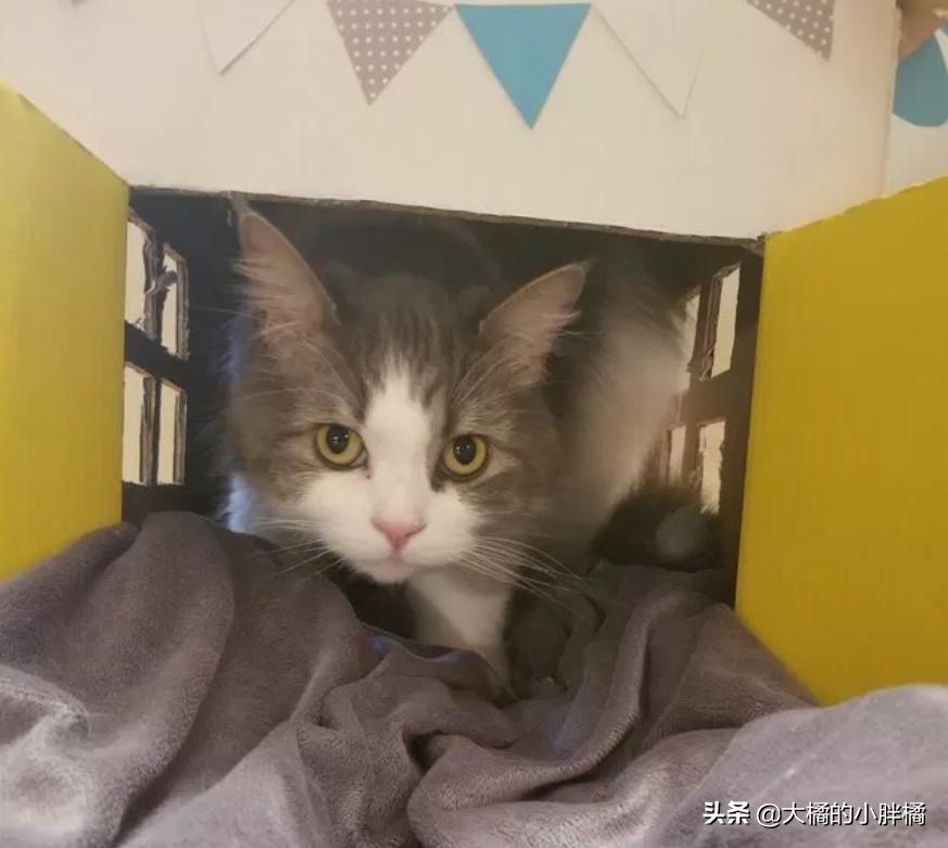 情侣分手把猫咪送回宠物店,情侣分手猫咪送人