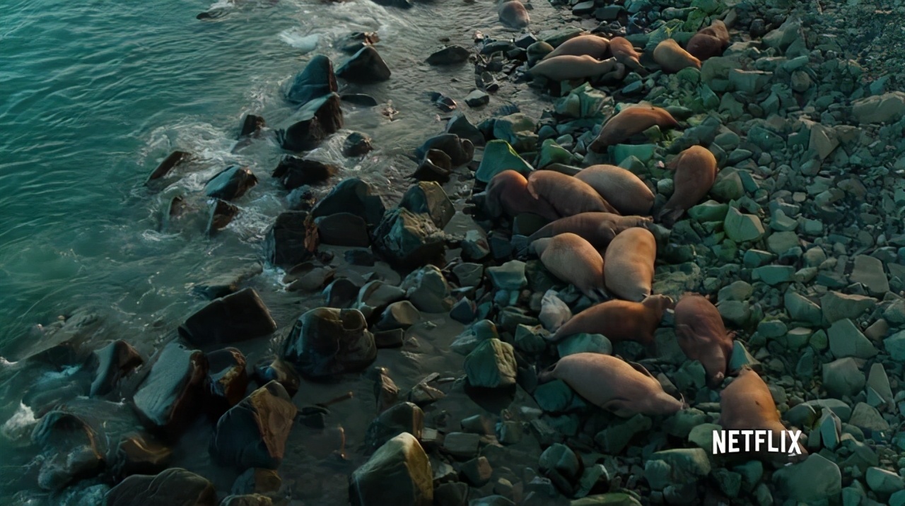 浮冰上的王者—海象，象牙既是拐杖也是长矛，因冰面融化群体跳崖