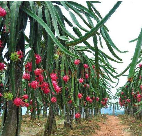 最全海南水果上市时间表,海南水果上市时间表收藏版