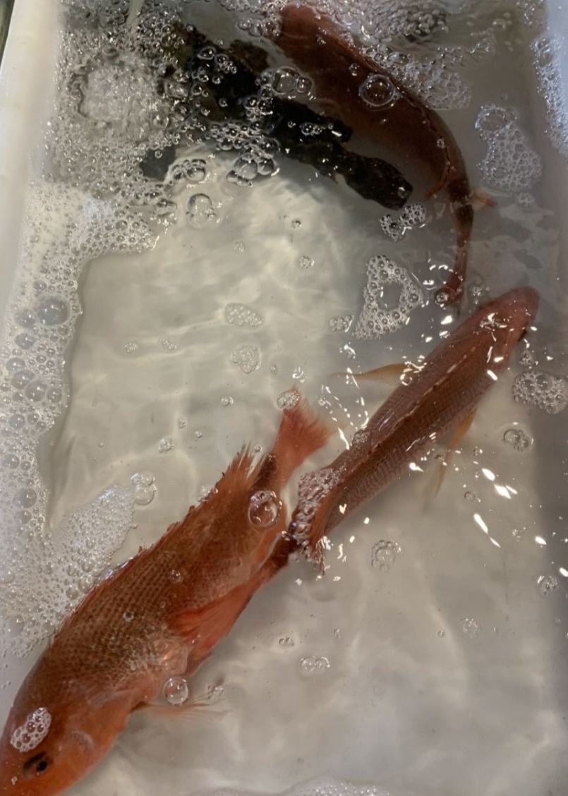 北海干货海鲜批发市场哪个便宜,北海菜市场买海鲜哪个最新鲜