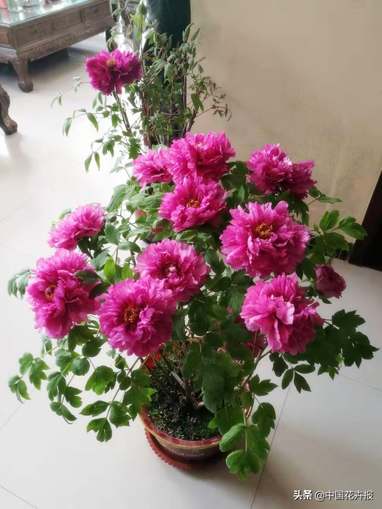 过年买的喜庆的花,过年买的喜庆花