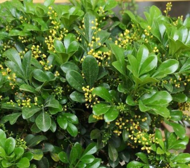 米兰花在家养好么,怎样才能把米兰花养好