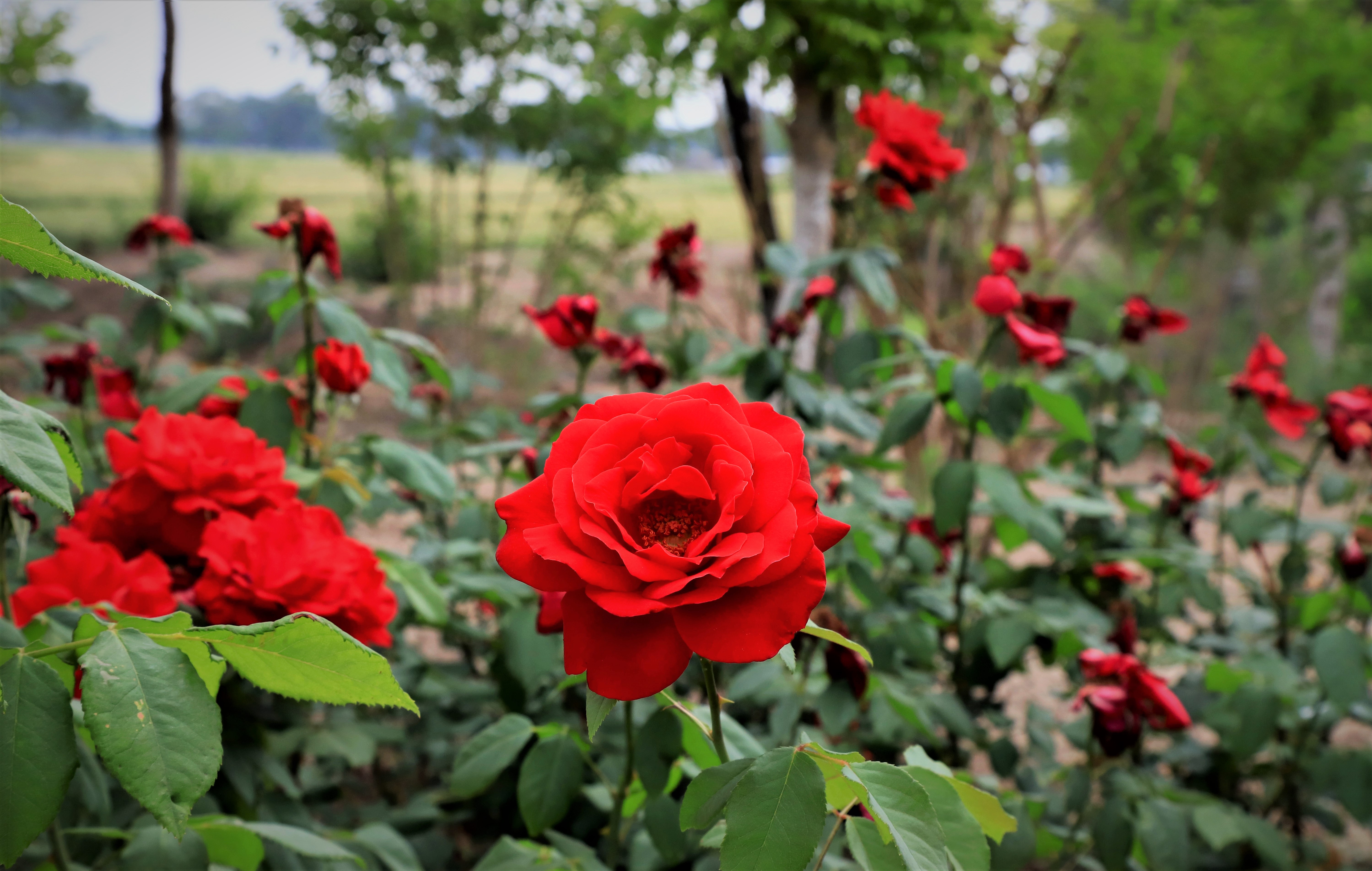 秋高气爽公园散步随拍,深秋天津的郊野公园