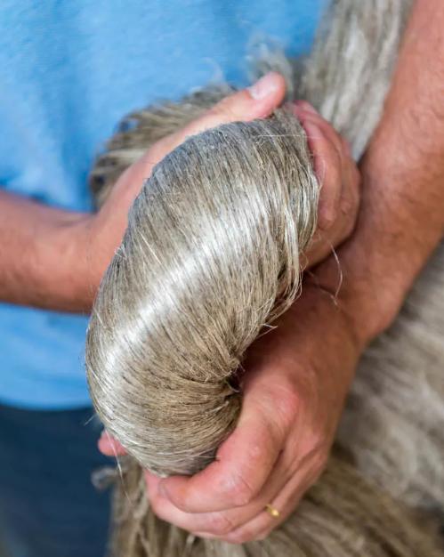 开启“纤维皇后”的王冠密码