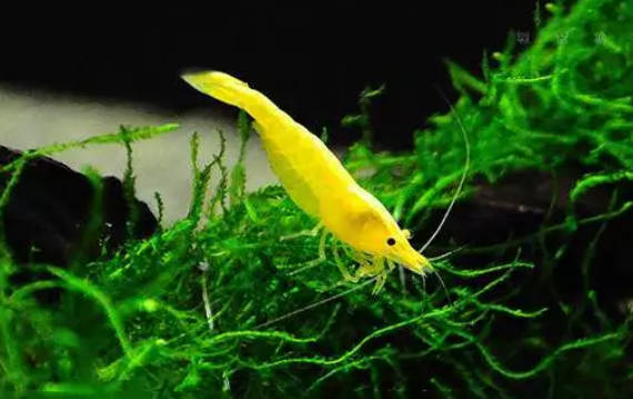 观赏虾适合新手养的虾类品种,观赏虾最好养的是什么品种