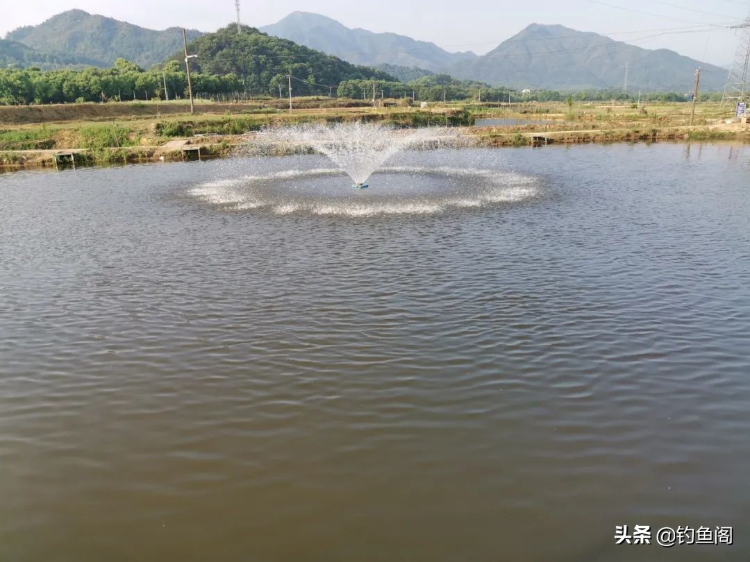 新手钓黑坑的入门鱼竿,黑坑3.9与3.6的鱼竿选哪个最合适