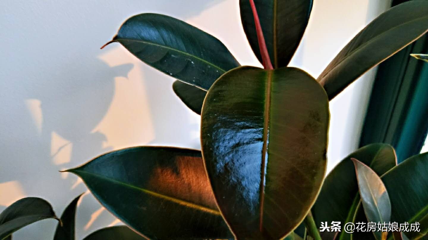 橡皮树不长花苞是什么原因,我的橡皮树不长新叶子怎么解决