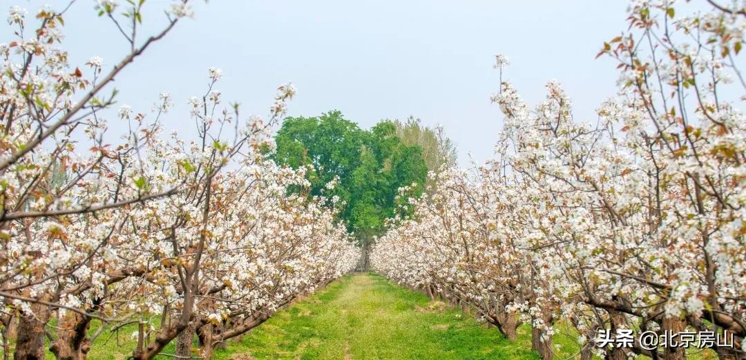 春天房山赏花的地方有哪些,房山赏花攻略