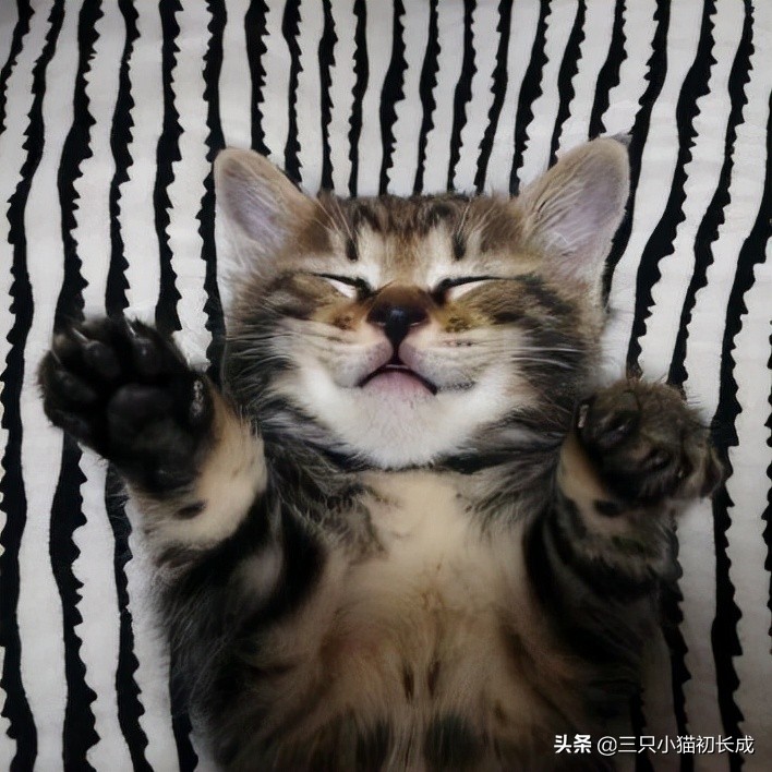 猫咪绝育后的几件事,猫咪绝育后续出的问题是谁承担