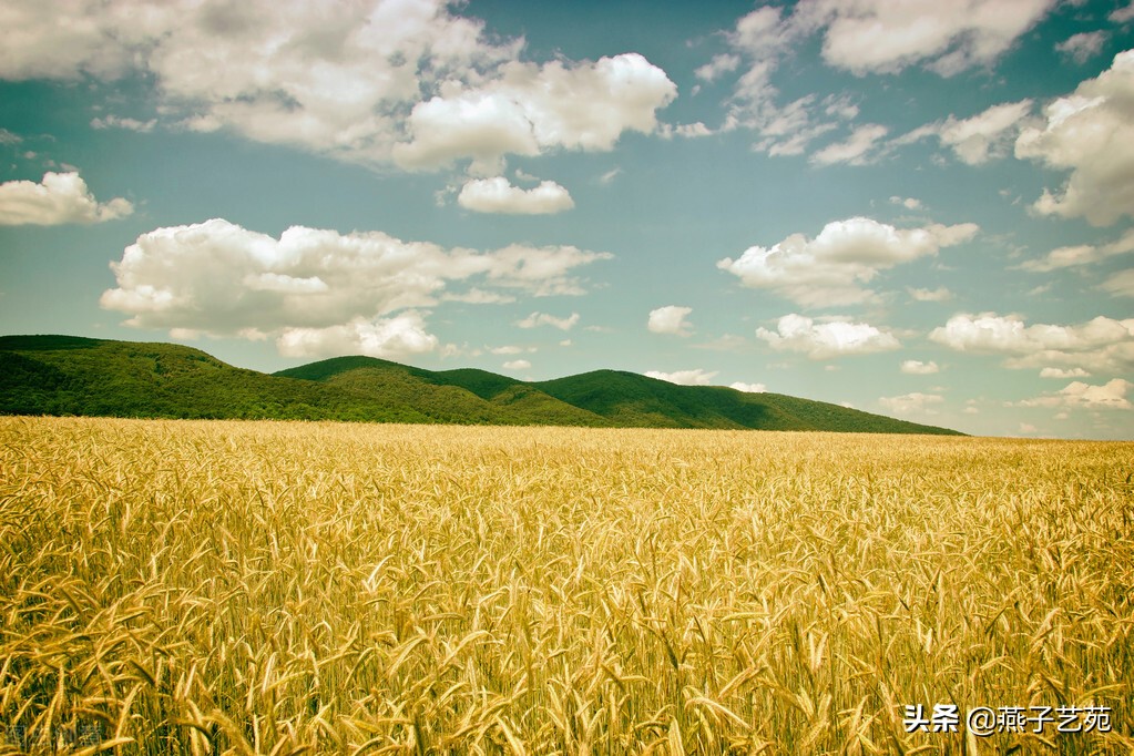 麦飘香面粉,麦飘香烧麦皮