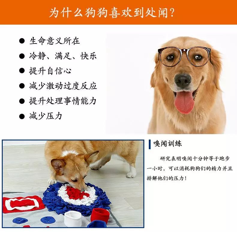 如何阻止狗狗过度嗅闻其他狗,遛狗时该不该让狗狗闻狗屎