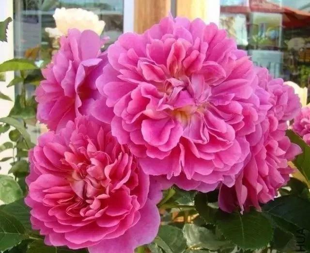 100种玫瑰花品种大全,玫瑰花有哪些品种大全