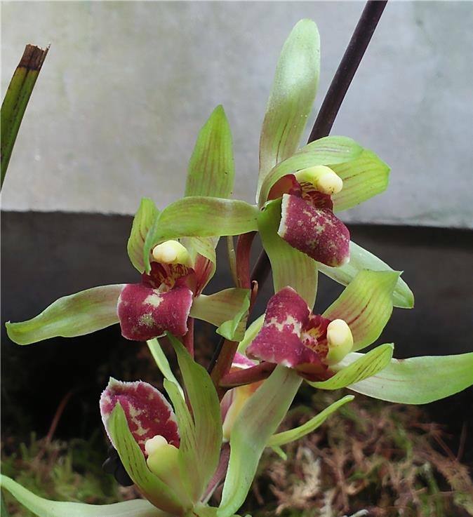 他是川兰界令人尊敬的老前辈,曾靠一颗艺草陆陆续续获利千万余元