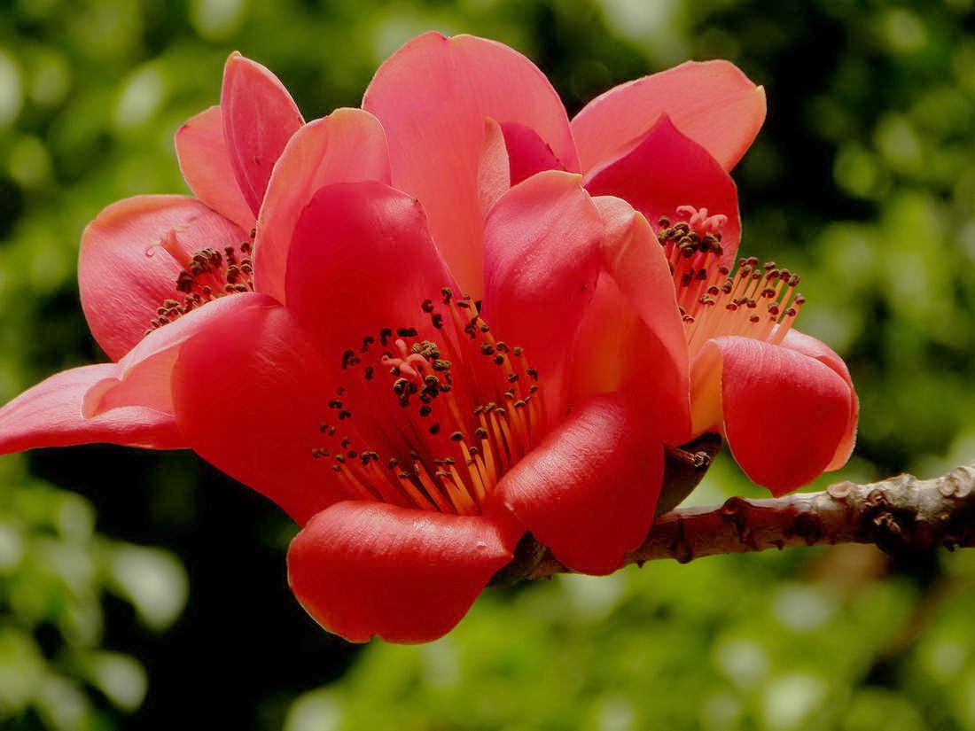 许你一场木棉花开（作者：琼儿）