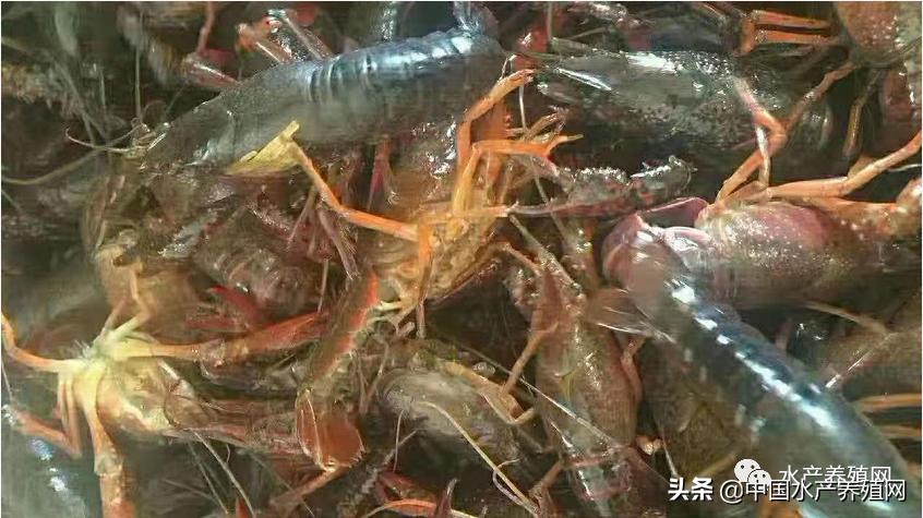 一亩能出多少小龙虾虾苗,小龙虾塘出虾苗多少钱一亩