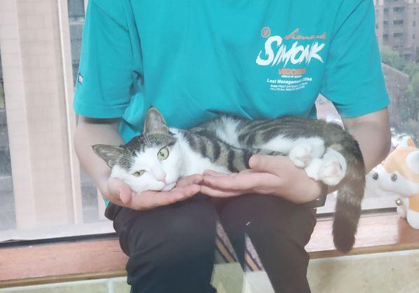 养只猫咪可以缓解焦虑吗,养只猫可以缓解焦虑吗