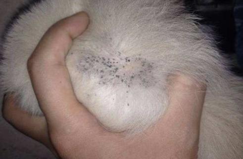 狗狗身上长螨虫该用什么方法解决,狗身上螨虫很严重怎么治