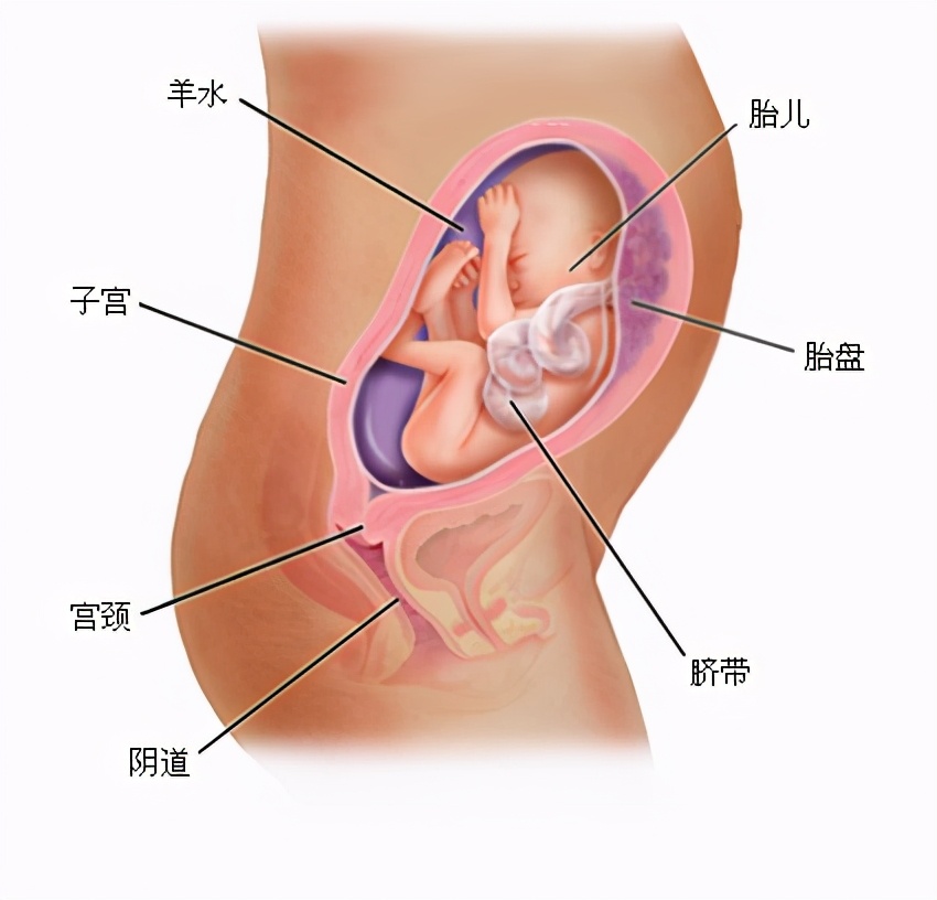 产后喂母乳妈妈不长肉怎么吃,产后多吃这些涨奶不长肉