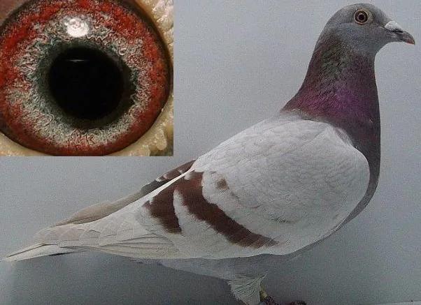 璧涙壃瑗跨縼鐓х墖,瑗跨縼璧涙壃