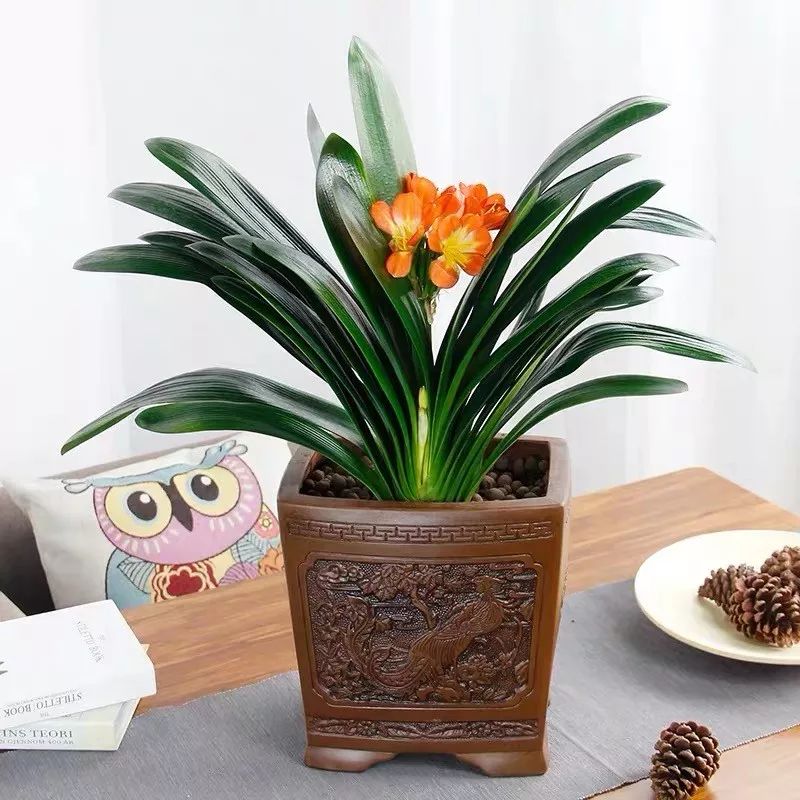 吉祥兰品种大全,六种吉祥兰花