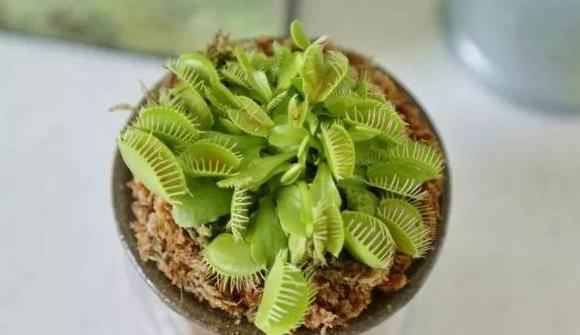 家里盆栽有飞虫怎么弄,盆栽泥土有飞虫怎么处理