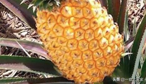 十种顶级水果排行,十种最顶级的水果