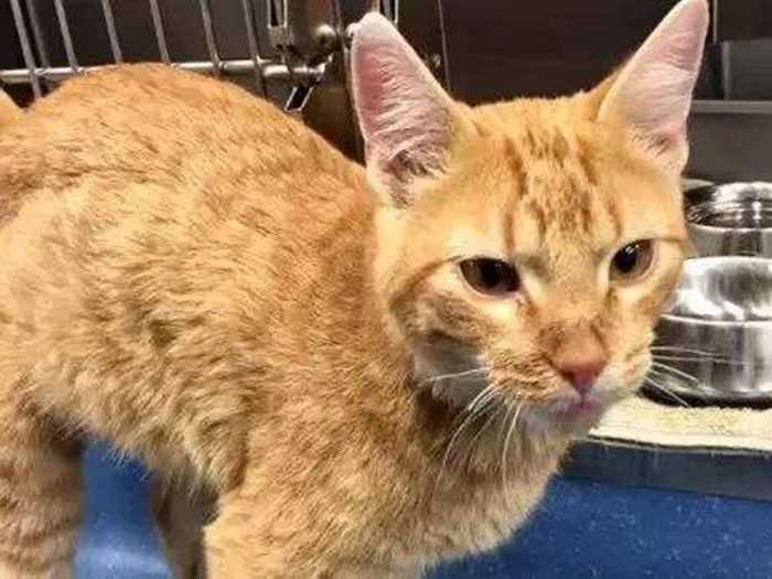 胖橘离奇暴瘦15斤,了解后才知,原是陪伴猫咪长大的柴犬过世了