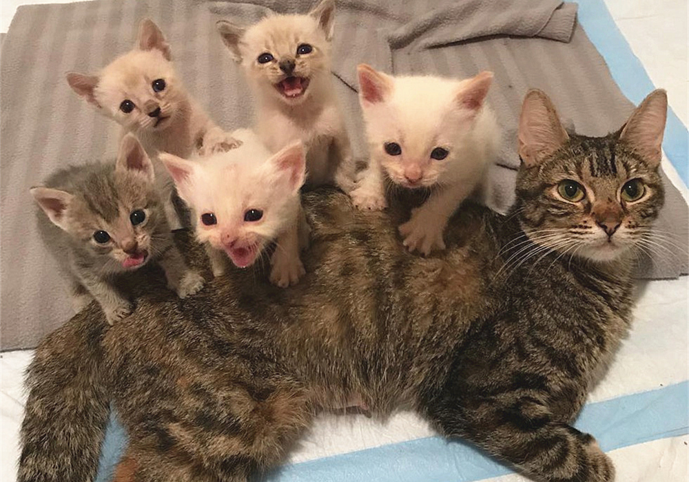 猫咪四岁可以继续养奶猫吗,猫咪多大可以离开母猫单独喂养