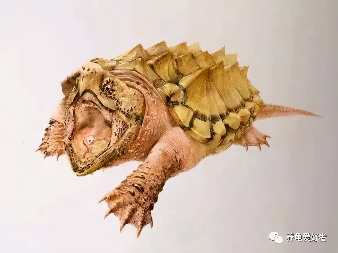 龟的解密视频大全,龟界之最