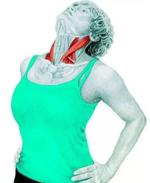 颈椎曲度康复案例,颈椎病康复科普文章图片