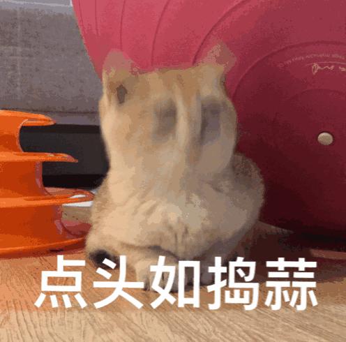 为什么现在年轻人喜欢养猫,当代年轻人不养孩子养猫