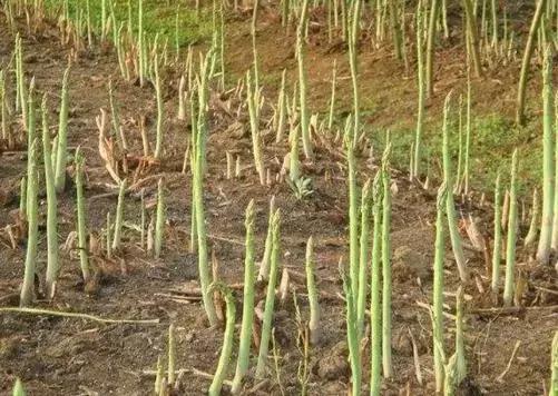 芦笋常见虫害用什么药打,芦笋防虫害用什么农药