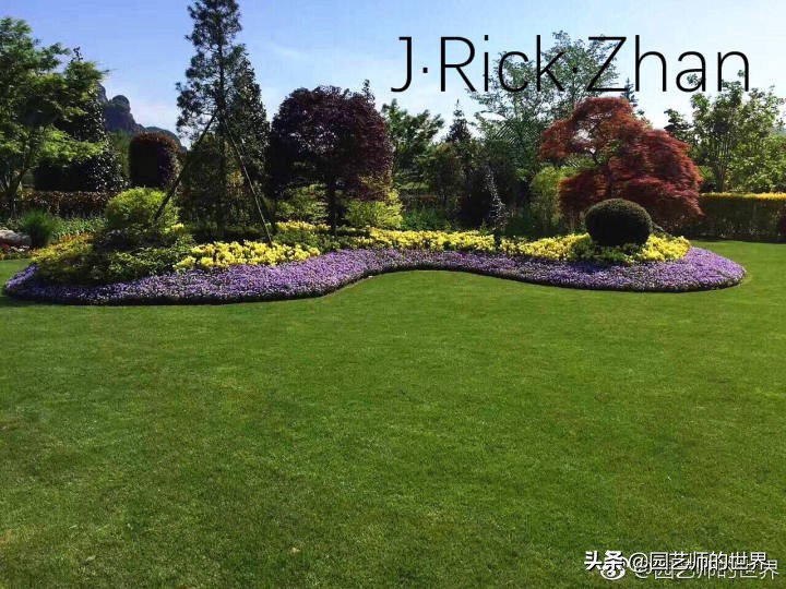 高尔夫果岭草坪家庭院子种植,麦冬草坪种植方法和注意事项