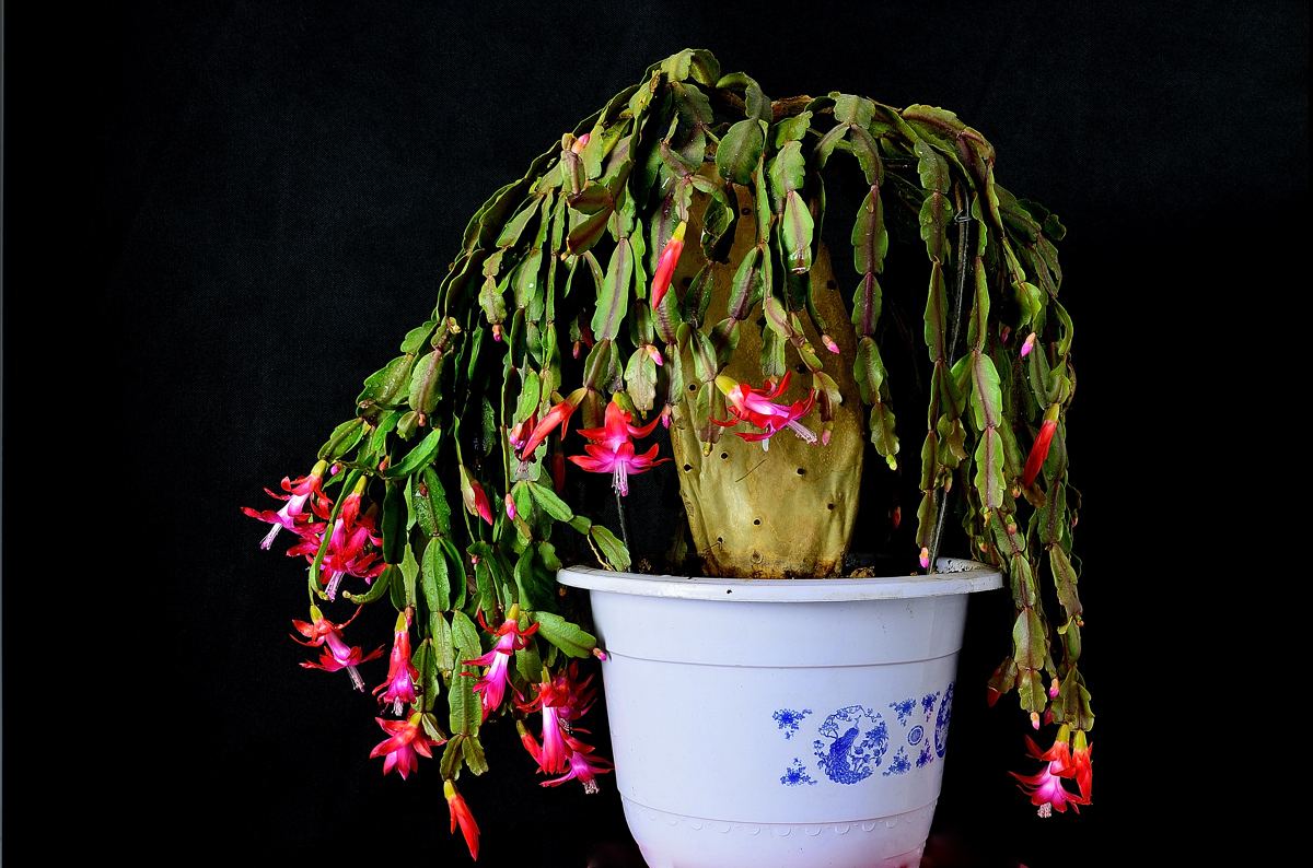 蟹爪兰开花后怎么处理教程,蟹爪兰快开花了能浇营养液吗