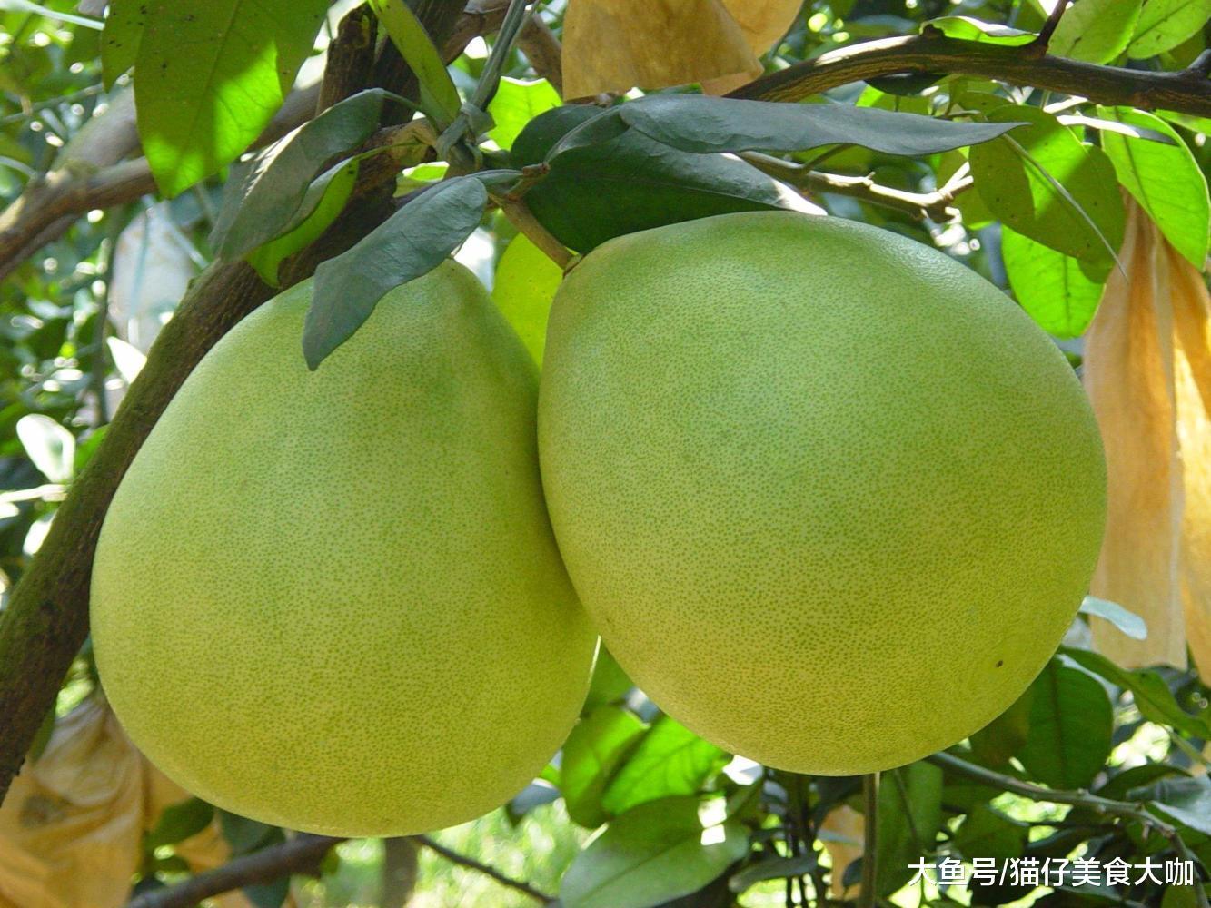 哪些地方的柚子最好吃,中国哪里的柚子最出名