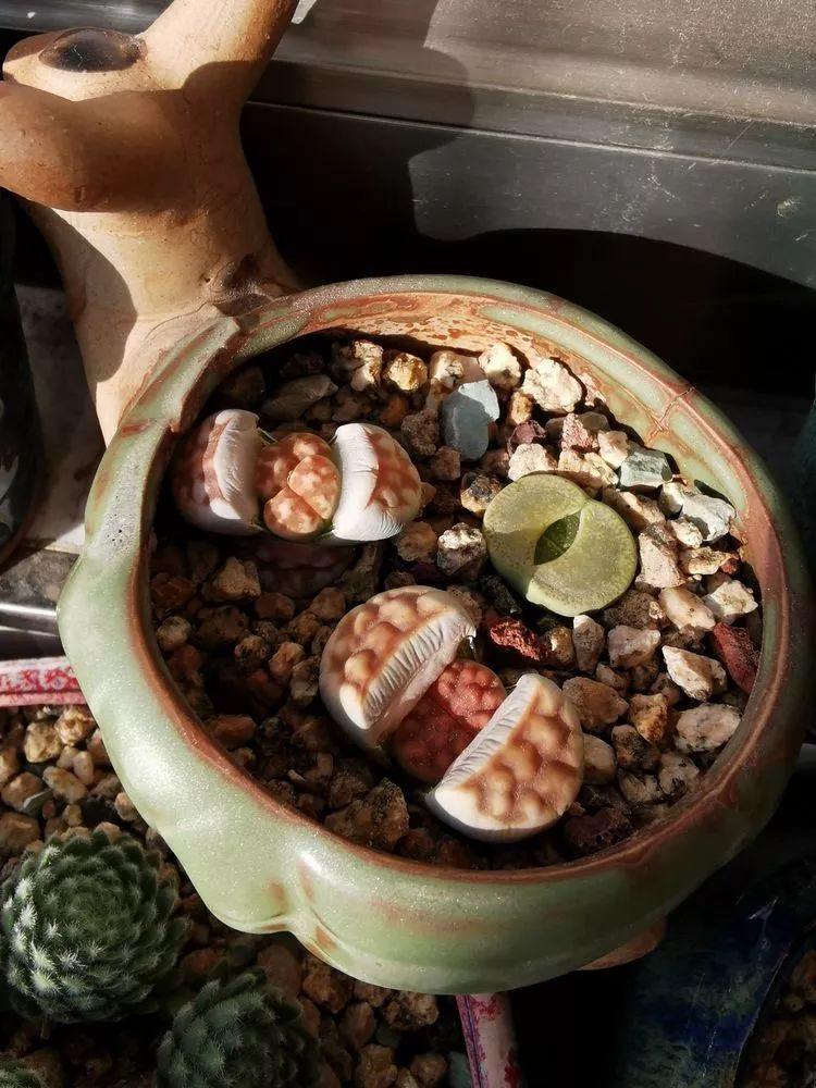 适合北方阳台党养的多肉,适合养在北阳台的多肉