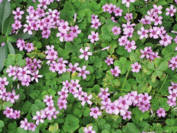 三叶草里的幸运草,三叶草也叫紫茎泽兰吗