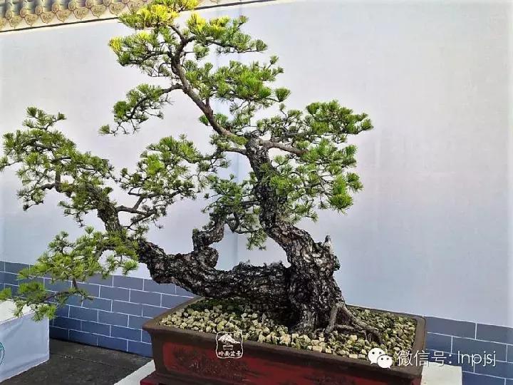 苍劲古朴挺拔有力的老桩盆景欣赏,老态龙钟盆景作品欣赏