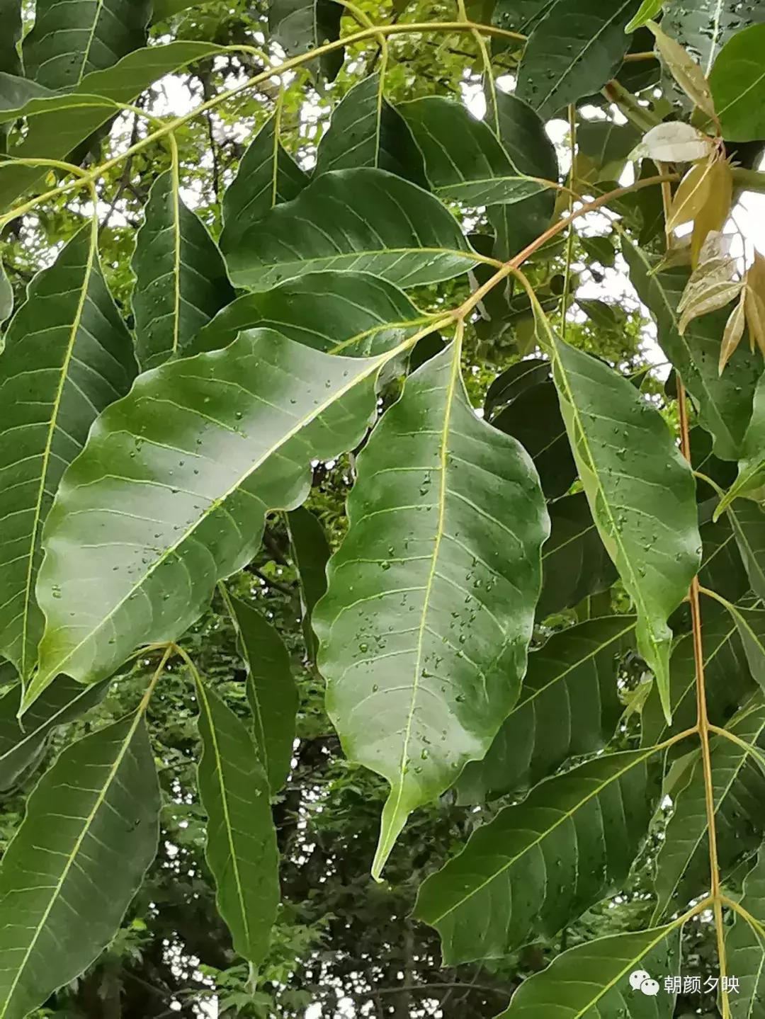 岐阳梧桐起凤环，鹭兮鹭兮寻不见（上）