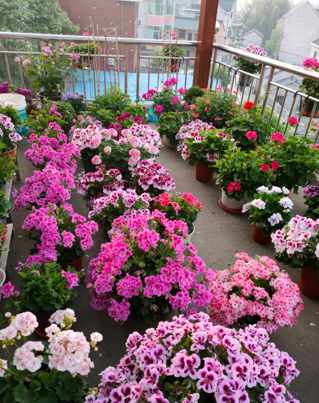 家里养的花怎么养才能旺,家庭养什么花好养不愿死